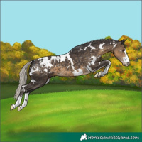 Horse Color:White Spotted Silver Smoky Black Appaloosa