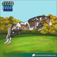 Horse Color:White Spotted Silver Smoky Black Blanket