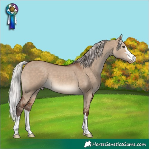 Horse Color:Silver Bay Dun Appaloosa