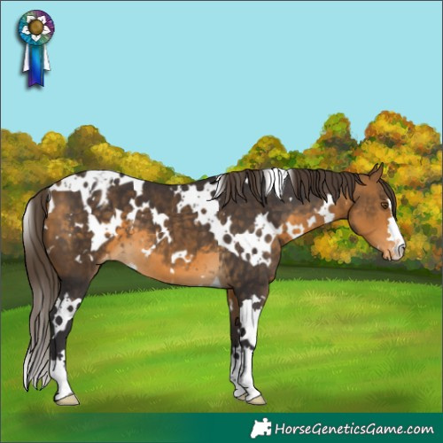 Horse Color:White Spotted Buckskin Appaloosa