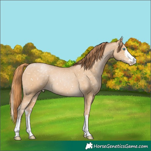 Horse Color:Buckskin Pearl Appaloosa