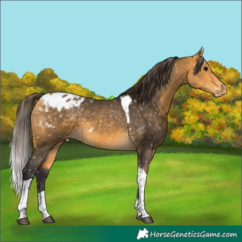 Horse Color:Buckskin Tobiano Appaloosa 
