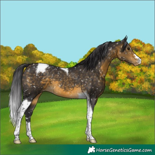 Horse Color:Buckskin Tobiano Appaloosa 