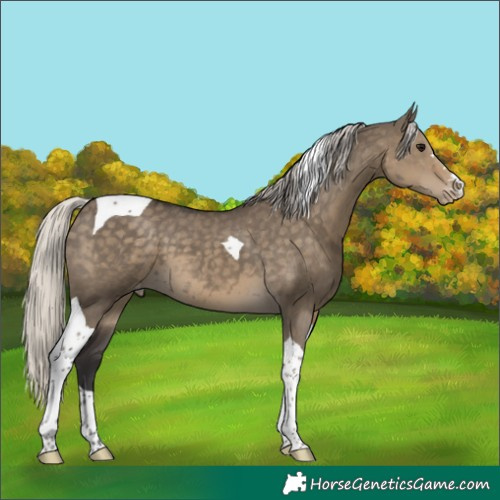 Horse Color:Silver Smoky Grullo Tobiano Appaloosa 