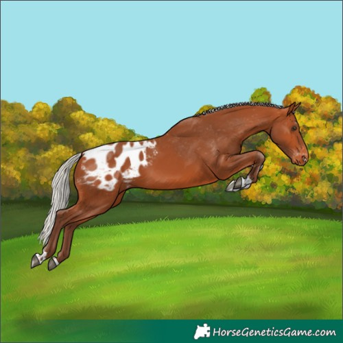 Horse Color:Silver Bay Tobiano Appaloosa Rabicano 