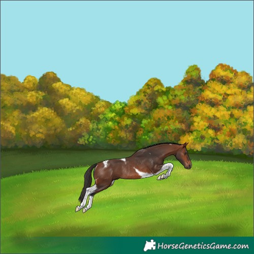 Horse Color:Bay Tobiano Rabicano