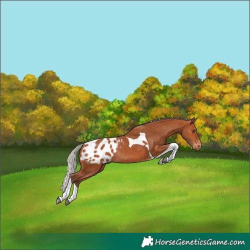 Horse Color:Silver Bay Tobiano Appaloosa Rabicano