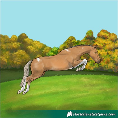 Horse Color:Palomino Tobiano 