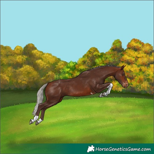 Horse Color:Silver Brown Tobiano Appaloosa Rabicano 