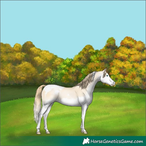 Horse Color:Buckskin Pearl Splash Tobiano 