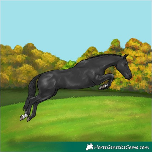 Horse Color:Black 