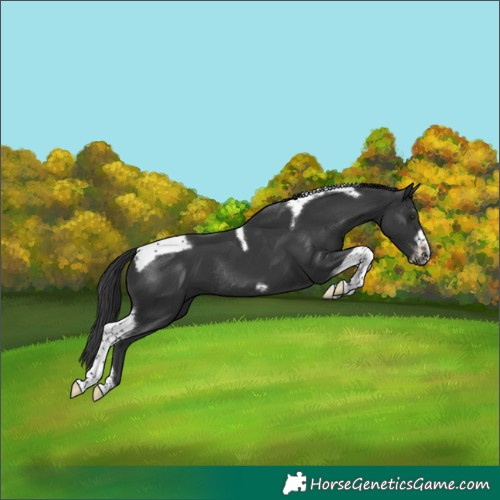 Horse Color:Black Tobiano Frame Rabicano 