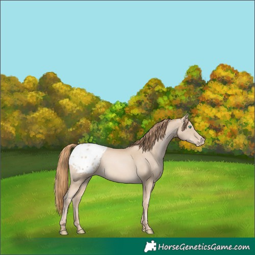 Horse Color:Smoky Black Pearl Appaloosa 