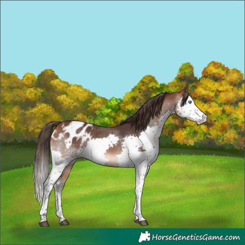 Horse Color:Bay Sabino Splash Appaloosa 