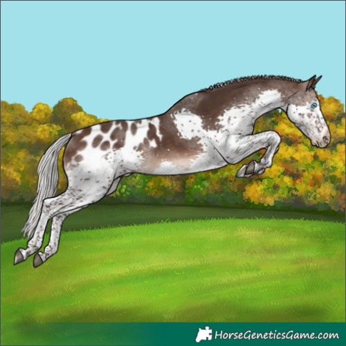 Horse Color:Silver Brown Sabino Splash Appaloosa Rabicano