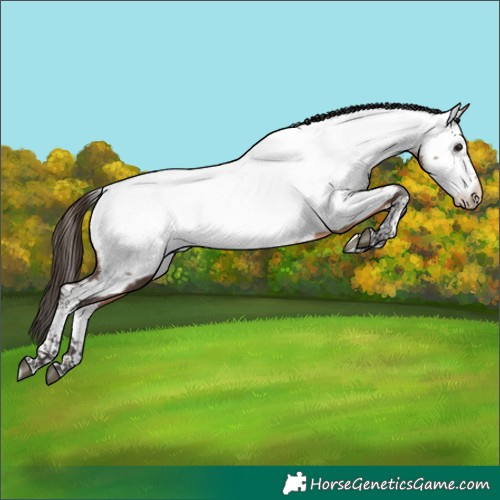 Horse Color:Bay Tobiano Appaloosa 
