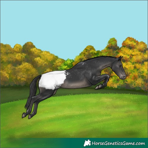 Horse Color:Black Appaloosa 
