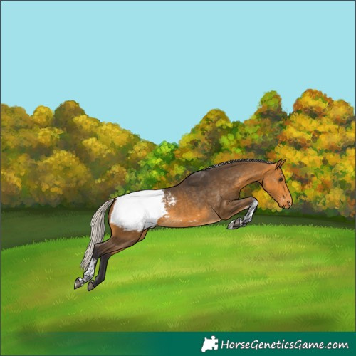 Horse Color:Silver Buckskin Tobiano Appaloosa 