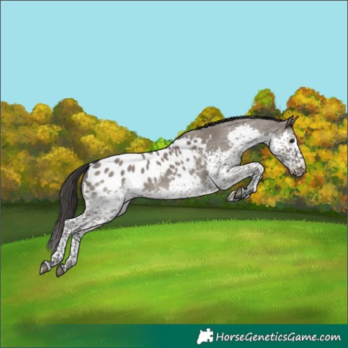 Horse Color:Grullo Splash Tobiano Appaloosa 