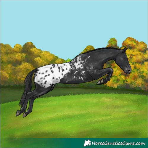Horse Color:Black Appaloosa 