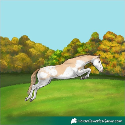 Horse Color:Chestnut Splash Tobiano Appaloosa 