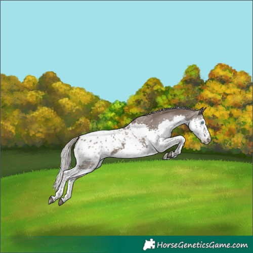 Horse Color:Silver Black Splash Tobiano Appaloosa 