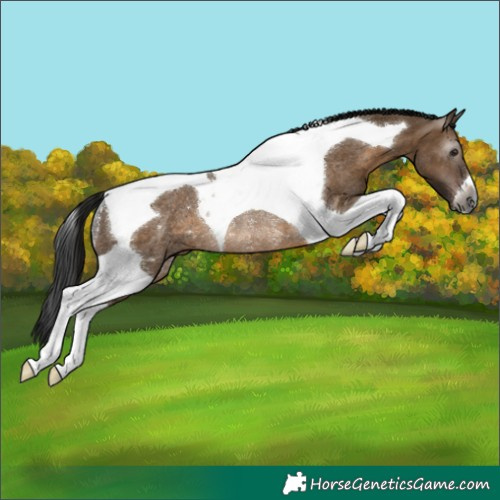 Horse Color:Gray Brown Dun Tobiano Rabicano