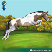 Horse Color:Gray Brown Dun Tobiano Rabicano