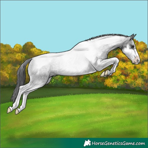 Horse Color:Black Sabino Tobiano Rabicano 