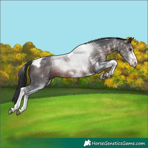 Horse Color:White Spotted Brown Tobiano Rabicano 