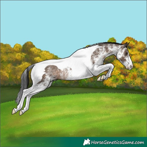 Horse Color:White Spotted Brown Dun Tobiano Rabicano