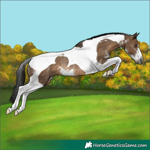 Horse Color:Gray Brown Dun Sabino Tobiano Rabicano 