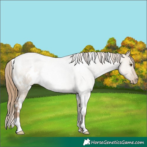 Horse Color:White Spotted Grullo Roan Pearl Rabicano 