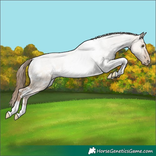Horse Color:White Spotted Grullo Roan Pearl Rabicano