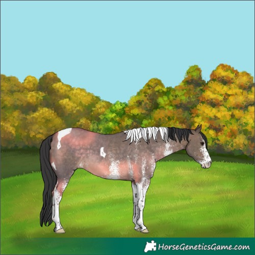 Horse Color:White Spotted Brown Dun Tobiano 