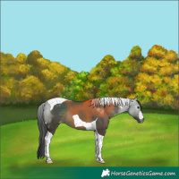 Horse Color:Gray Brown Dun Tobiano Varnish