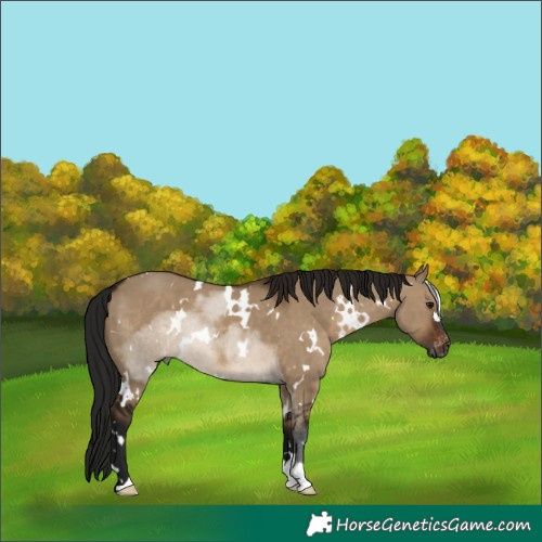 Horse Color:Gray White Spotted Brown Dun Appaloosa 