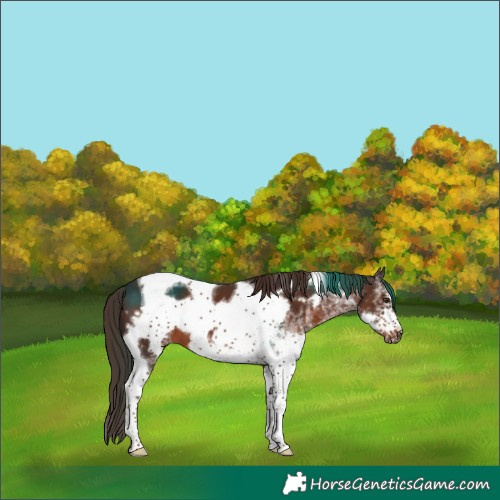 Horse Color:White Spotted Liver Chestnut Tobiano Frame