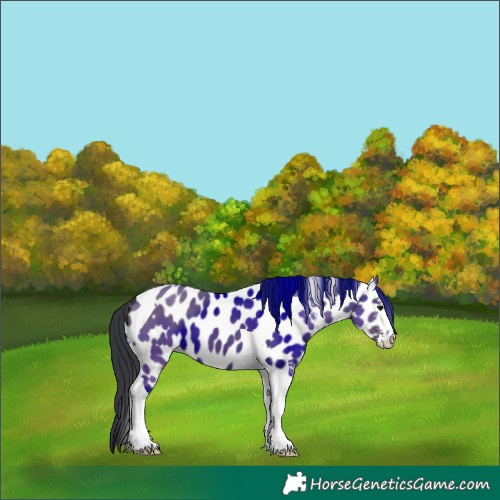 Horse Color:Grullo Sabino Tobiano Leopard 