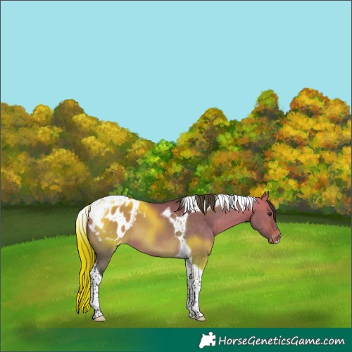 Horse Color:Bay Dun Tobiano Appaloosa