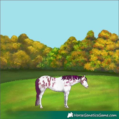 Horse Color:White Spotted Brown Dun Tobiano Appaloosa 