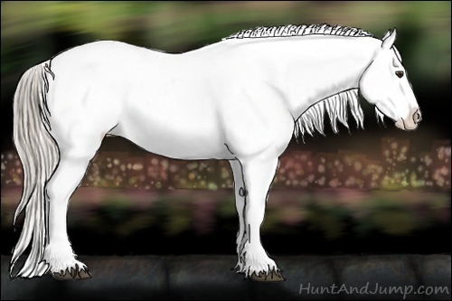 Horse Color:Chocolate Palomino Splash Appaloosa 