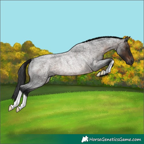 Horse Color:Gray Brown Roan Rabicano