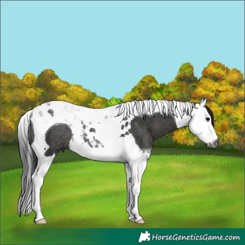 Horse Color:Gray Black Splash Tobiano Rabicano 