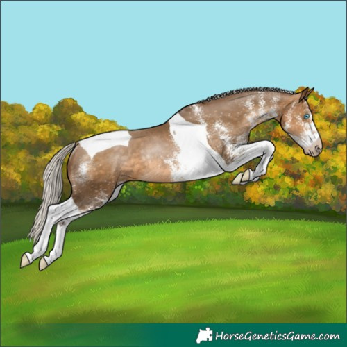Horse Color:Gray White Spotted Silver Buckskin Pearl Tobiano Rabicano 