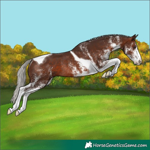 Horse Color:White Spotted Silver Brown Tobiano Rabicano