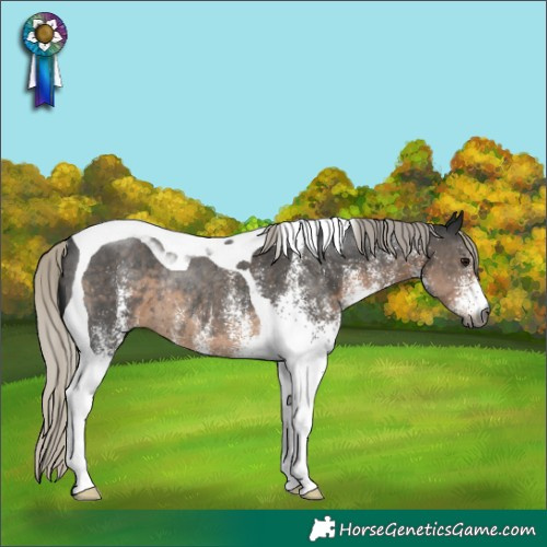 Horse Color:Gray White Spotted Silver Smoky Black Tobiano Rabicano 