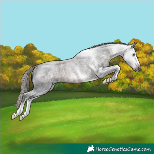 Horse Color:Gray White Spotted Silver Brown Roan Rabicano 