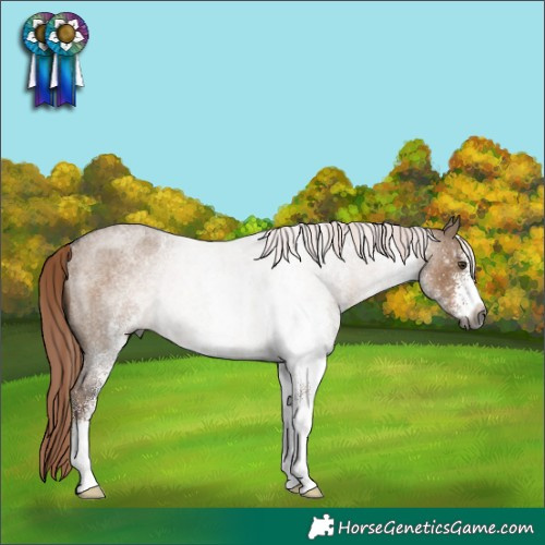 Horse Color:Gray White Spotted Liver Red Dun Roan Rabicano 