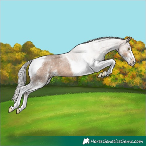 Horse Color:White Spotted Silver Brown Dun Tobiano Rabicano 